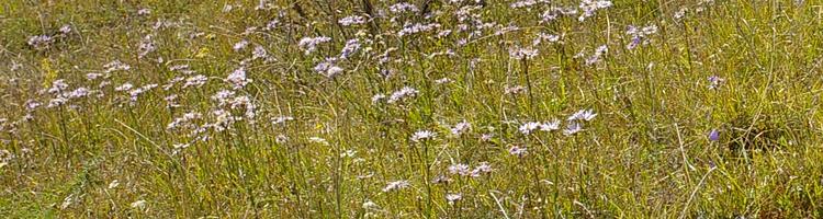 Aster amellus.