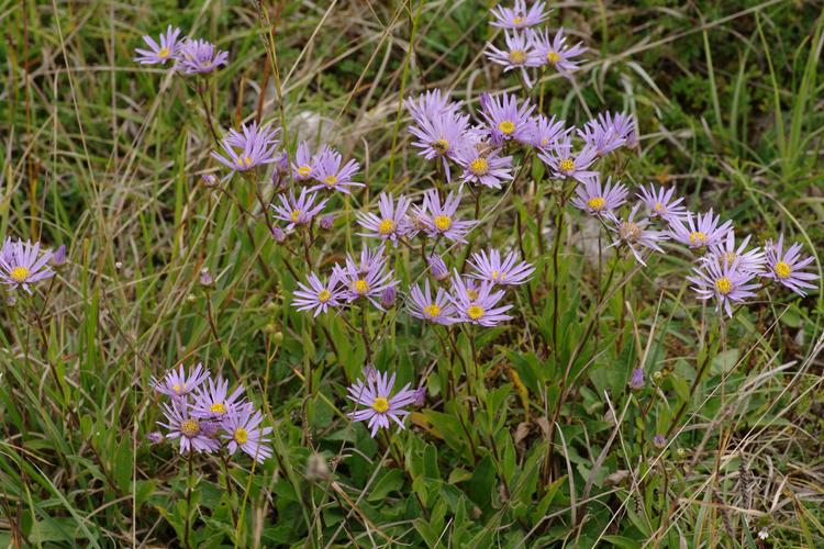 Aster amellus.