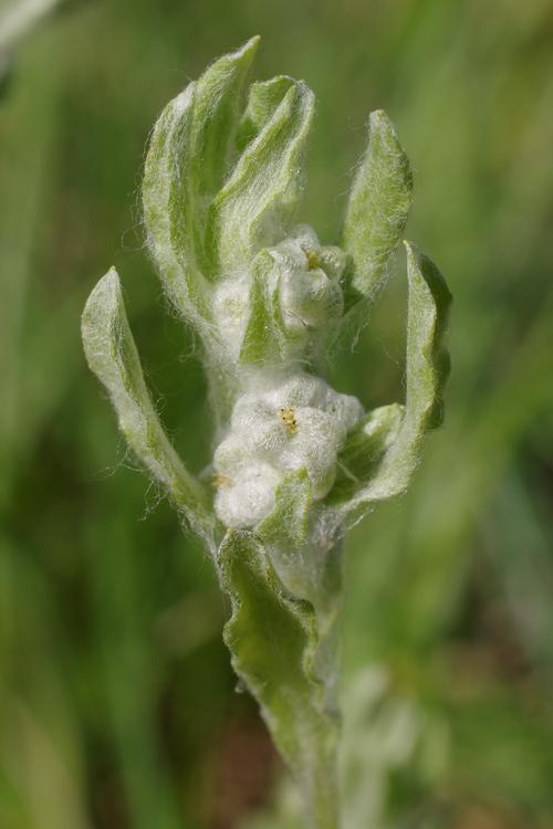 Bombycilaena erecta.