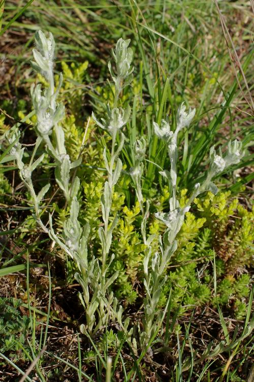 Bombycilaena erecta.