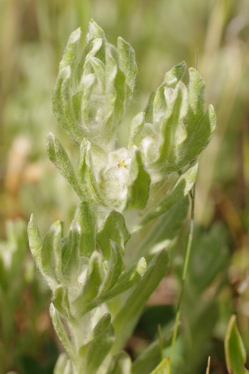 Bombycilaena erecta.