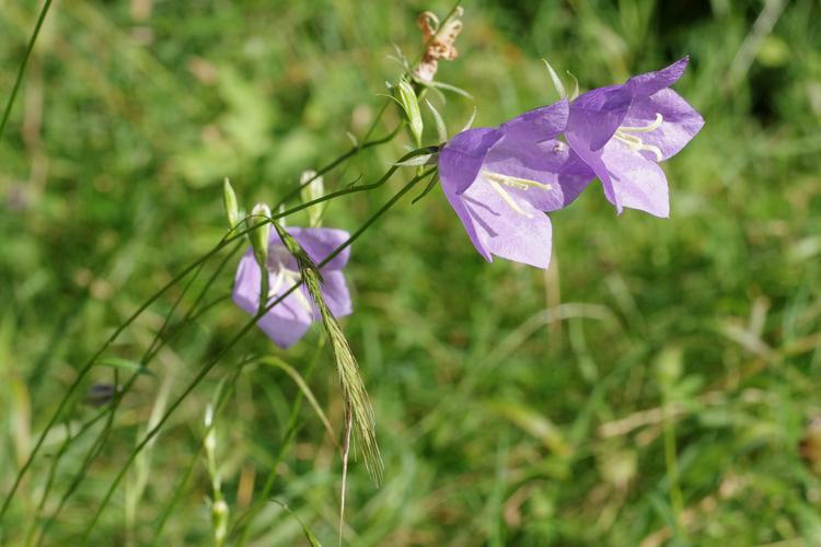 Campanula persicifolia.