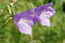 Campanula persicifolia