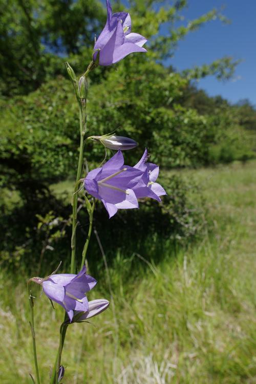 Campanula persicifolia.