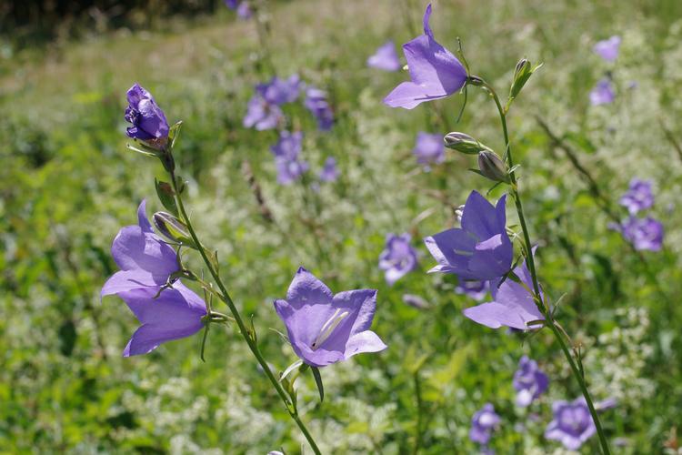 Campanula persicifolia.