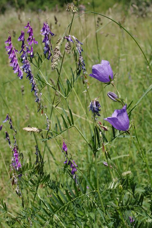 Campanula persicifolia.