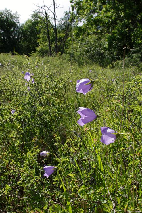 Campanula persicifolia.