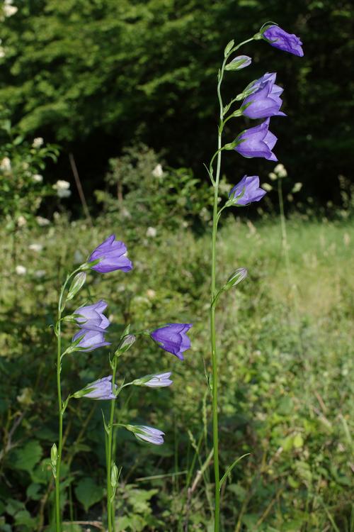 Campanula persicifolia.