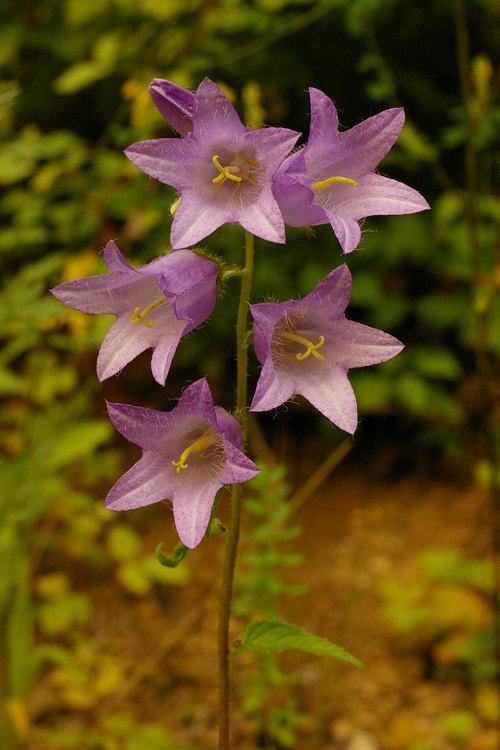 Campanula trachelium.