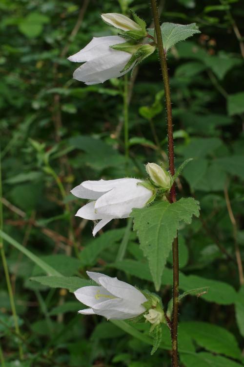 Campanula trachelium.