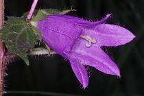 Campanula trachelium.