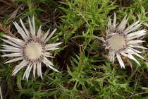 Carlina acaulis