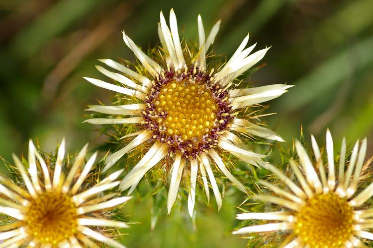 Carlina vulgaris.