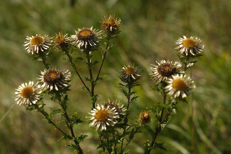 Carlina vulgaris.