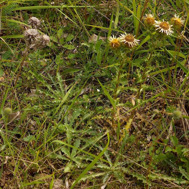 Carlina vulgaris.