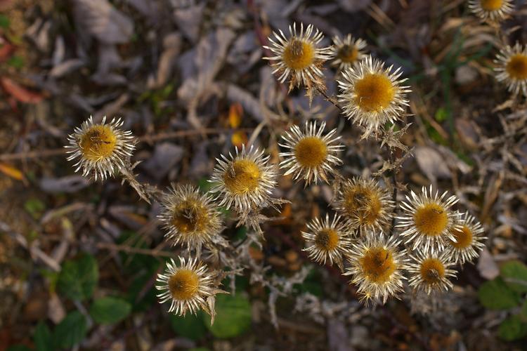 Carlina vulgaris.