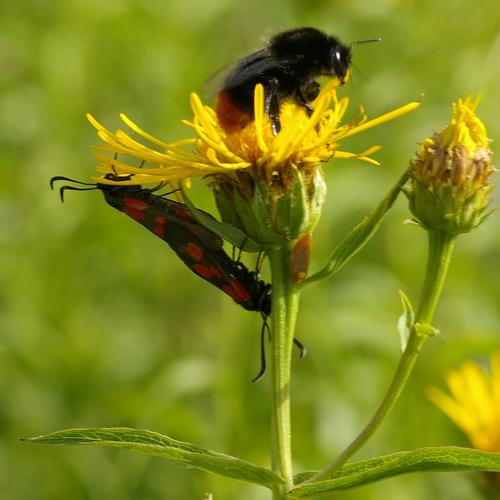 Inula salicina.