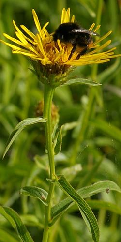 Inula salicina.