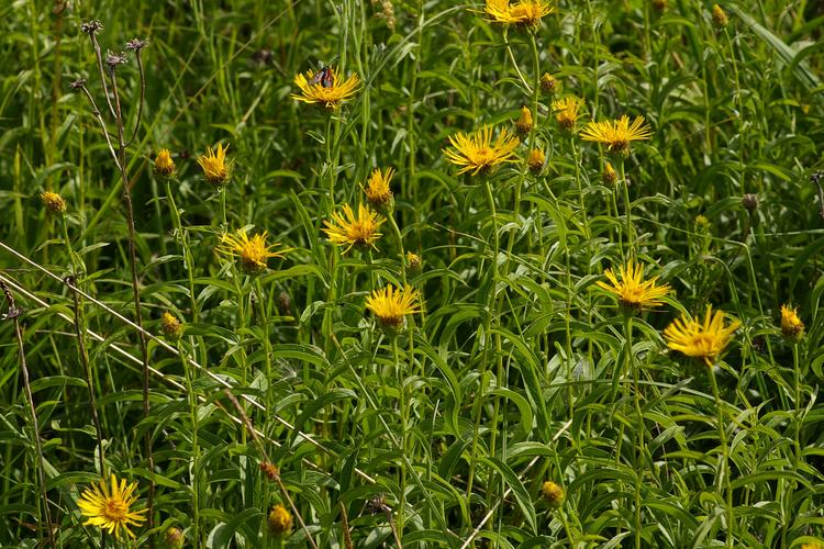 Inula salicina.