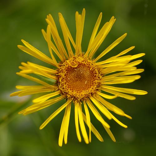 Inula salicina.