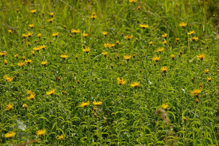 Inula salicina.