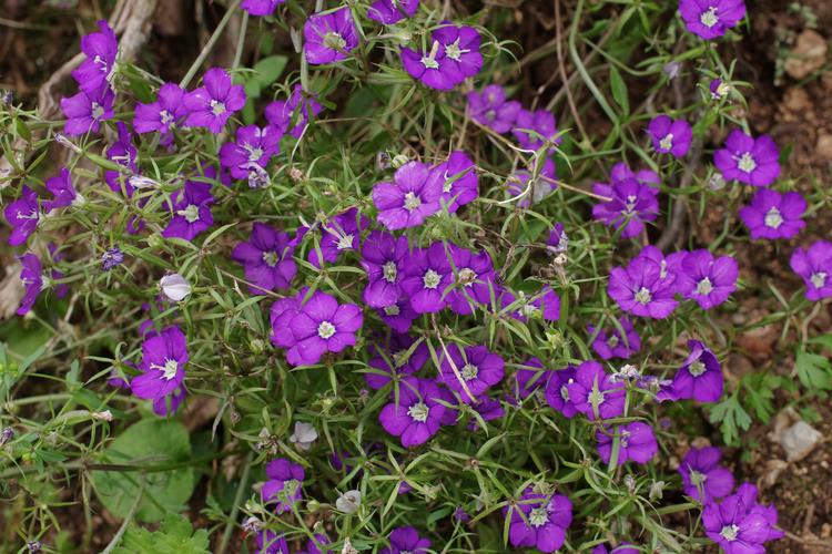 Legousia speculum-veneris.