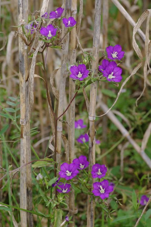 Legousia speculum-veneris.