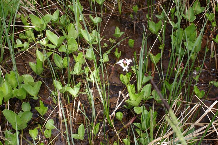 Menyanthes trifoliata.