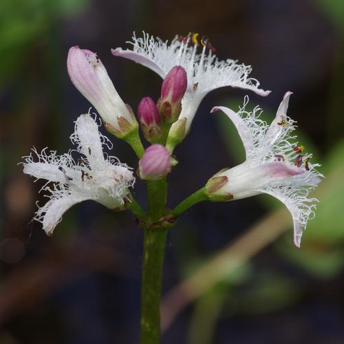 Menyanthes trifoliata.