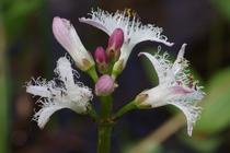 Menyanthes trifoliata