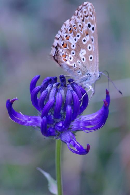 Phyteuma tenerum.