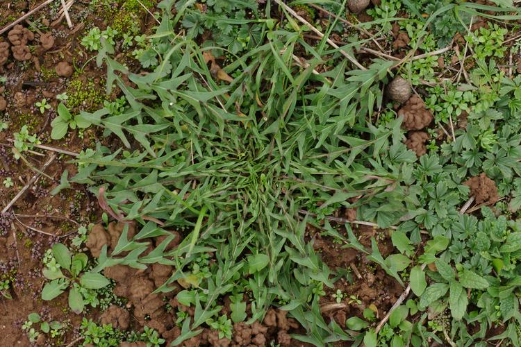 Taraxacum erythrospermum.