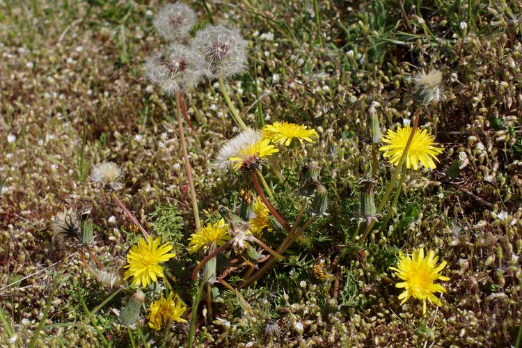 Taraxacum erythrospermum.