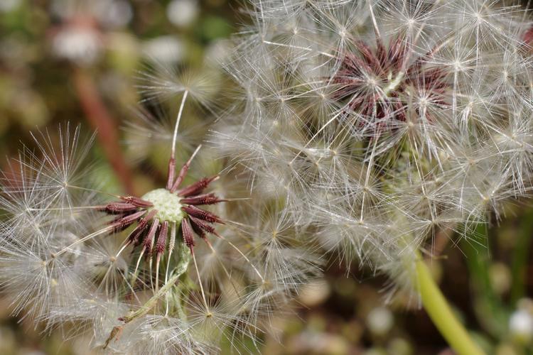 Taraxacum erythrospermum.