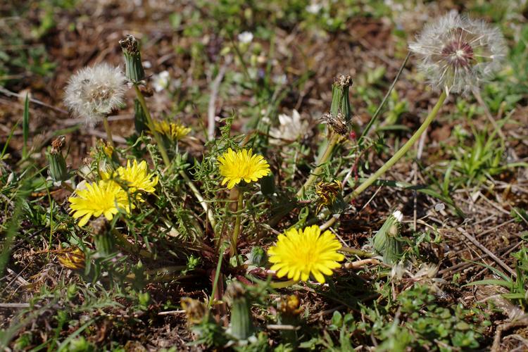 Taraxacum erythrospermum.