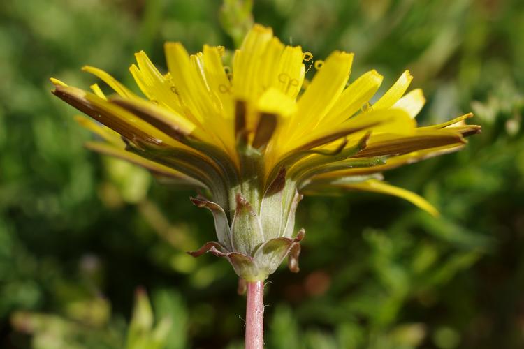 Taraxacum erythrospermum.