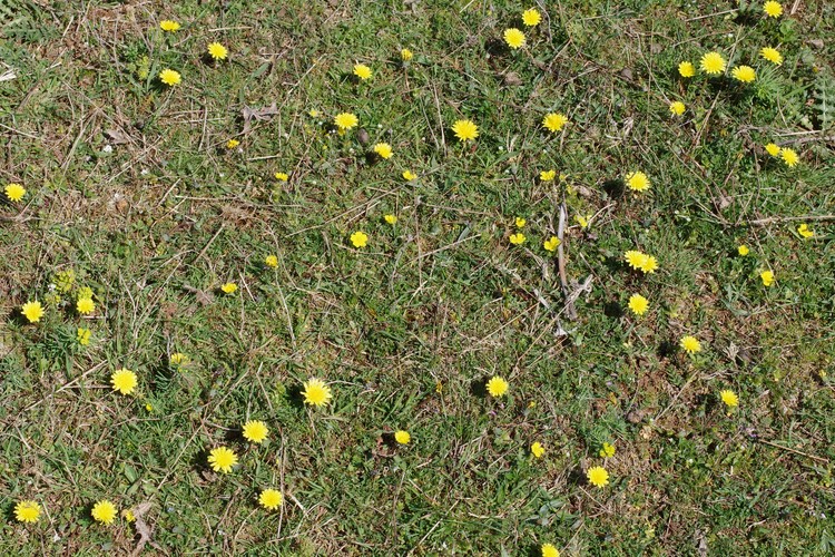 Taraxacum erythrospermum.