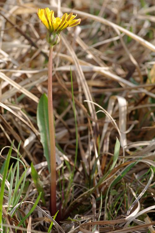 Taraxacum palustre.