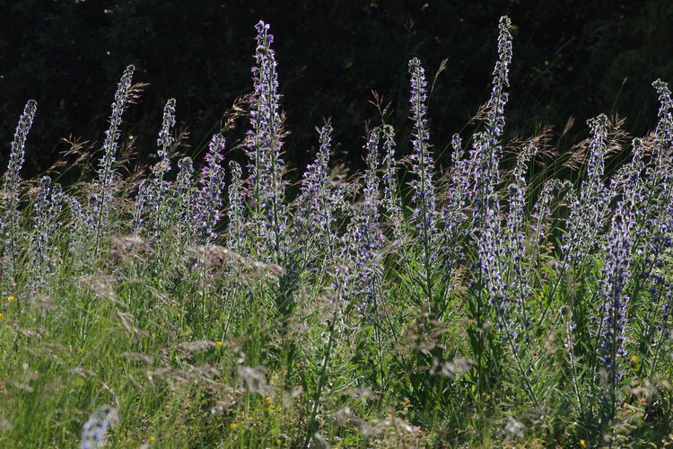 Echium vulgare.