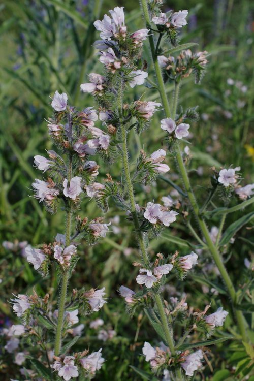 Echium vulgare.