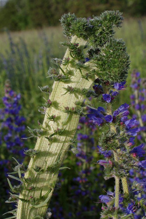 Echium vulgare.