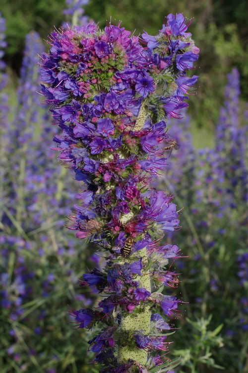 Echium vulgare.