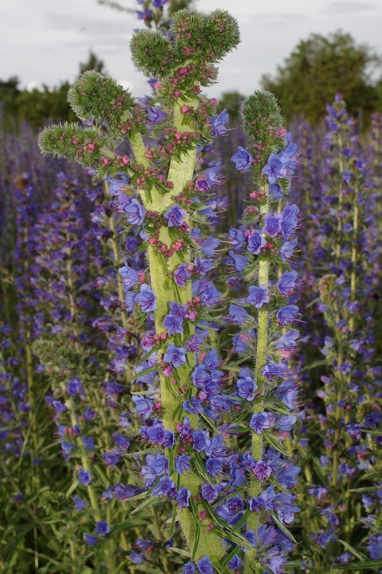 Echium vulgare.