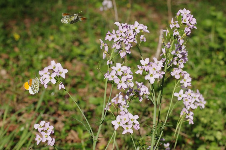 Cardamine pratensis.