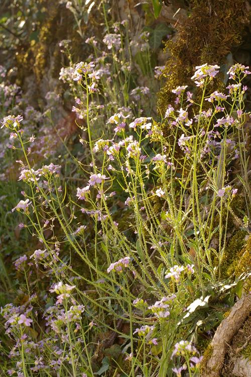 Arabidopsis arenosa.