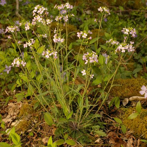 Arabidopsis arenosa.