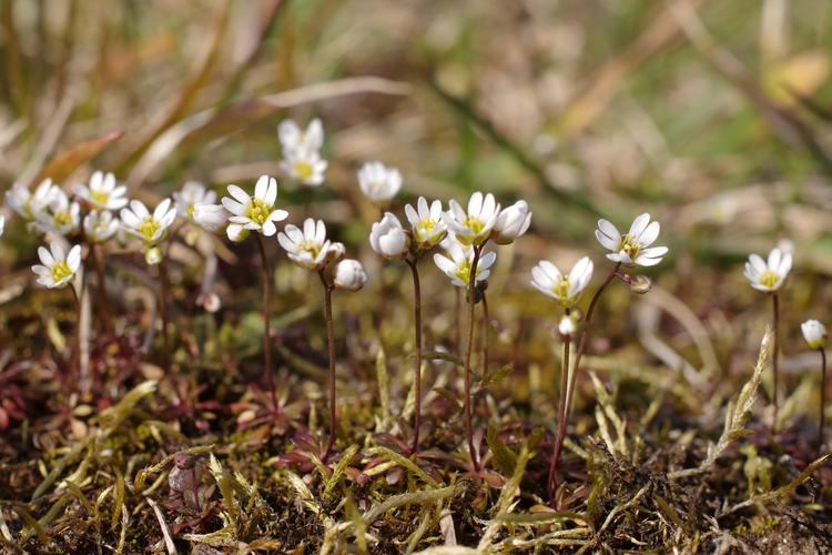 Draba verna.