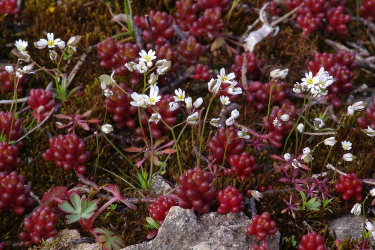 Draba verna.