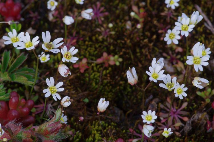 Draba verna.