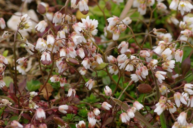 Draba verna.